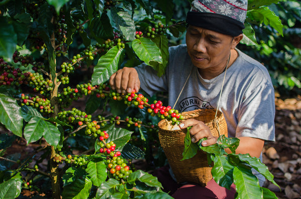 Kona Coffee Farms and Farmers